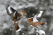 Biosphoto | 2469573 | Grosbecs casse-noyaux (Coccothraustes coccothraustes) prise de becs dans la neige, Parc naturel régional des Vosges du Nord, France | &copy; Michel Rauch / Biosphoto
