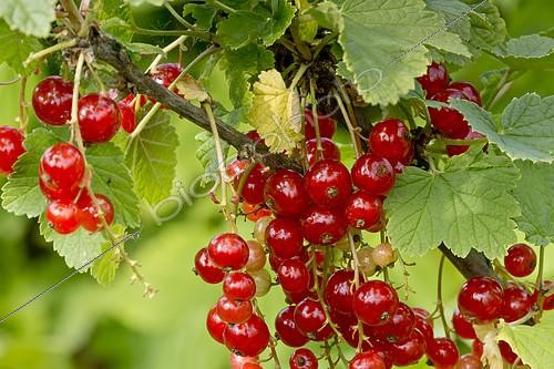 Biosphoto | 2155109 | Groseille 'Red Lake' | &copy; Alain Kubacsi / Biosphoto