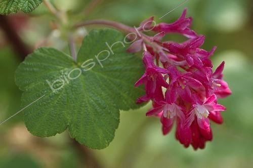 Biosphoto | 1041748 | Groseillier à fleurs dans un jardin | &copy; Alexandre Petzold / Biosphoto