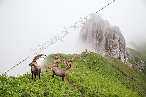 Biosphoto | 2100158 | Group of alpine ibexes (Capra ibex) grouped for the summer, in the fog, Chablais mountains, Alps, France | &copy; Emile Séchaud / Biosphoto