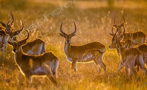 Biosphoto | 2519126 | Group of antelope at sunset. Botswana. Okavango Delta. | &copy; Andrey Gudkov / Biosphoto
