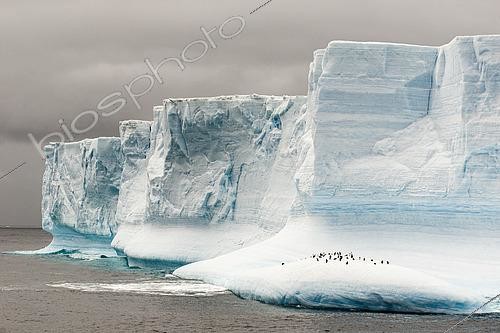 Biosphoto | 2611384 | Group of chinstrap penguins (Pygoscelis antarctica) drifting on a tabular iceberg with blue cavities in Antarctica. | &copy; Raphaël Sané / Biosphoto