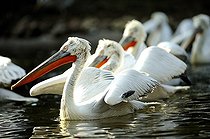 Biosphoto | 1233485 | Group of Dalmatian Pelicans in breeding plumage | &copy; Claude Thouvenin / Biosphoto
