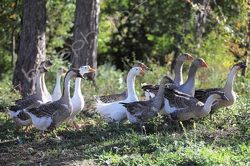 Biosphoto | 2546122 | Group of geese walking in a backyard, France | &copy; Eric Guilloret / Biosphoto