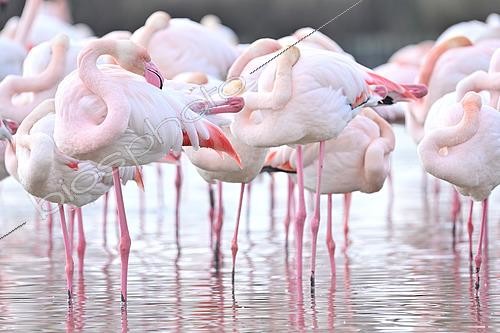 Biosphoto | 2619314 | Group of Greater Flamingos (Phoenicopterus roseus) resting, Ornithological Reserve of Pont-de-Gau, Camargue, Bouches-du-Rhône, France. | &copy; Thierry Le Quay / Biosphoto
