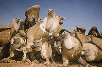 Biosphoto | 2148373 | Group of Griffon Vultures ( Gyps fulvus) feeding . Huesca, Spain | &copy; Jorge Ruiz del Olmo / Biosphoto