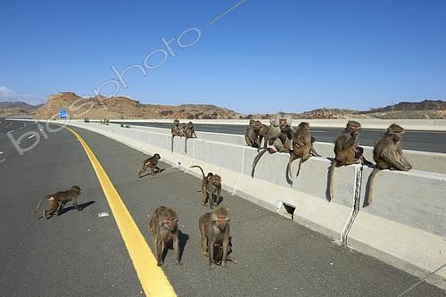 Biosphoto | 2086501 | Group of Hamadryas baboons (Papio hamadryas) on highway, Saudi Arabia | &copy; Olivier Couppey / Biosphoto
