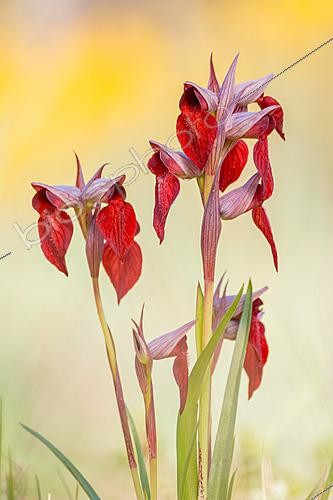 Biosphoto | 2627965 | Group of Heart-shaped Serapias orchids (Serapias cordigera) flowering in vivid reddish tones, Chiclana de la frontera, Cádiz, Spain | &copy; Pablo Barrena / Biosphoto