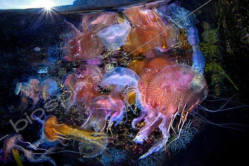 Biosphoto | 2104315 | Group of highly stinging Jellyfish (Pelagia noctiluca) a few meters deep, Tyrrhenian sea | &copy; Pasquale Vassallo / Biosphoto