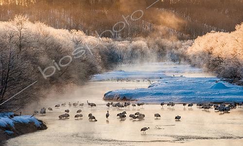 Biosphoto | 2557009 | Group of Japanese cranes (Grus japonensis) on the river frosty morning at sunrise on the background of stunning scenery. Japan. Hokkaido. Tsurui. | &copy; Andrey Gudkov / Biosphoto