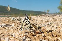 Biosphoto | 2578901 | Group of Southern swallowtails (Iphiclides podalirius) collecting mineral salts on the damp ground of Eden Park beach, on the shores of Lac de Sainte-Croix, in Les Salles-sur-Verdon in April, in the Parc Naturel Régional du Verdon. France | &copy; Yves Noto Campanella / Biosphoto