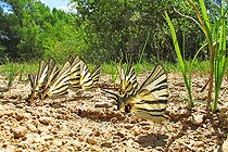 Biosphoto | 2578903 | Group of Southern swallowtails (Iphiclides podalirius) collecting mineral salts on the damp ground of Eden Park beach, on the shores of Lac de Sainte-Croix, in Les Salles-sur-Verdon in April, in the Parc Naturel Régional du Verdon. France | &copy; Yves Noto Campanella / Biosphoto