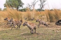 Biosphoto | 953384 | Group of Spotted Hyaena running Botswana | &copy; Michel Bureau / Biosphoto