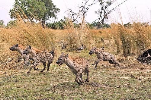 Biosphoto | 953384 | Group of Spotted Hyaena running Botswana | &copy; Michel Bureau / Biosphoto