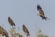 Biosphoto | 2156027 | Group of steppe eagles (Aquila nipalensis), they are around one eastern imperial eagle (Aquila heliaca) which is landing, Bikaner, Rajasthan, India | &copy; Sylvain Cordier / Biosphoto