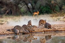 Biosphoto | 2591102 | Group of Striped Mongoose (Mungos mungo) arriving at a watering hole, Shompole wilderness, Shompole Community, Kenya, East Africa, Africa | &copy; Sylvain Cordier / Biosphoto