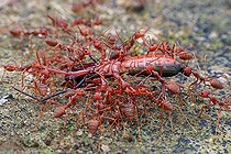 Biosphoto | 2392022 | Group of weaver ants (Oecophylla smaragdina) carrying food. | &copy; Husni Che Ngah / Biosphoto