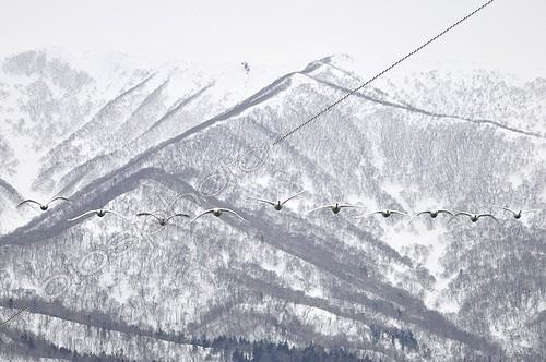 Biosphoto | 1413560 | Group Whooper Swans in flight Lake Kussharo Hokkaido Japan  | &copy; Benoist Clouet  / Biosphoto