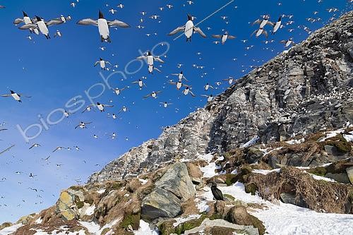Biosphoto | 2580193 | Groupe d'Alcidés (Alcidae sp) en vol sur la colonie d'Hornoya dans le Varanger en Norvège. | &copy; Michael Adam / Biosphoto