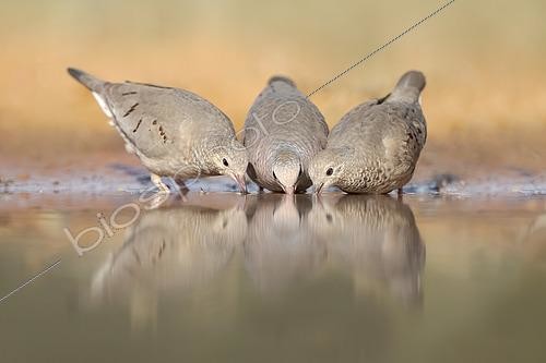 Biosphoto | 2589787 | Groupe de Colombes à queue noire (Columbina passerina) à un point d'eau, Texas, USA | &copy; Alan Murphy / BIA / Biosphoto