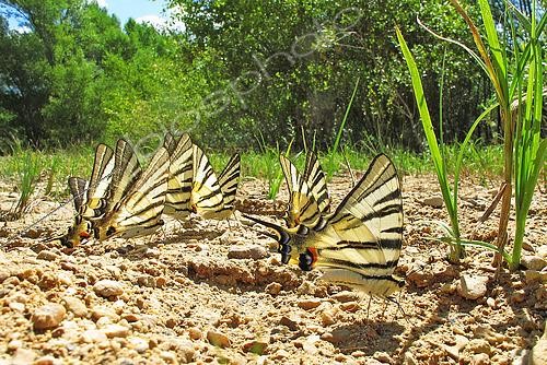 Biosphoto | 2578903 | Groupe de Flambés ou Voilliers (Iphiclides podalirius) récupérant des sels minéraux sur le sol humide de la plage d'Eden Park, au bord du lac de Sainte-Croix, aux Salles-sur-Verdon au mois d'avril, dans le Parc Naturel Régional du Verdon. France | &copy; Yves Noto Campanella / Biosphoto