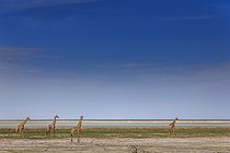 Biosphoto | 2601896 | Groupe de girafes d'Angola (Giraffa camelopardalis angolensis), parc national d'Etosha, Namibie, Afrique | &copy; Alain Roux / Biosphoto