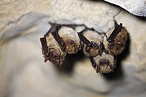 Biosphoto | 2621514 | Groupe de Murins à oreilles échancrées (Myotis emarginatus) durant l'hibernation en cavité, France | &copy; Christophe Perelle / Biosphoto
