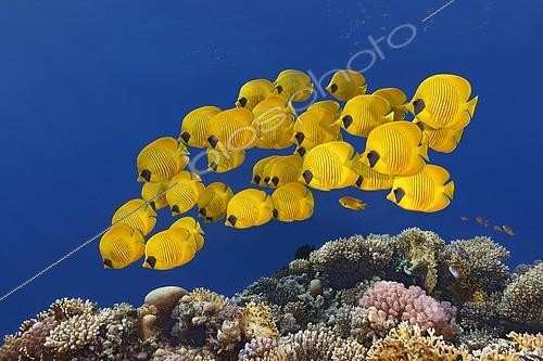 Biosphoto | 2452702 | Groupe de Poissons-papillons jaunes (Chaetodon semilarvatus), mer Rouge, Egypte | &copy; Norbert Probst / imageBROKER / Biosphoto