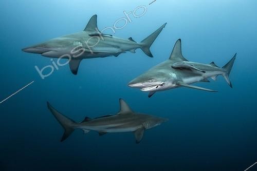 Biosphoto | 2047741 | Groupe de Requins bordés | &copy; Mike Korostelev / Biosphoto