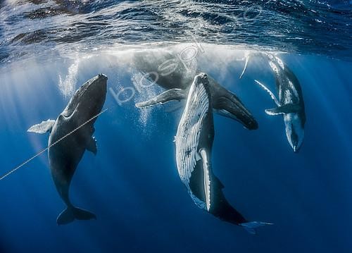 Biosphoto | 2089653 | Groupe de Rorquals à bosse (Megaptera novaeangliae) en parade nuptiale sous la surface, Tahiti, Polynésie française. Trois mâles sont à gauche de l'image, la femelle est à droite. | &copy; Fabien Michenet / Biosphoto