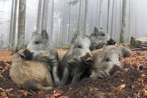 Biosphoto | 1210978 | Groupe de Sangliers d'Europe se reposant en automne | &copy; Frédéric Desmette / Biosphoto