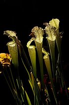 Biosphoto | 1233399 | Groupe de Sarracènes | &copy; Claude Thouvenin / Biosphoto