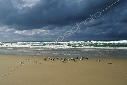 Biosphoto | 94820 | Groupe de Sternes voyageuses posé sur une plage Australie | &copy; Alain Mafart-Renodier / Biosphoto