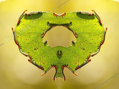 Biosphoto | 2407959 | Groupe de Tenthrède mangeant une feuille, environs de la ville de Novorossiisk, région de Krasnodar, Fédération de Russie | &copy; Aleksey Volkov / Biosphoto