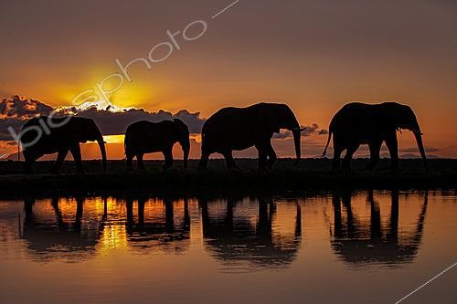 Biosphoto | 2622214 | Groupe d'éléphants d'Afrique (Loxodonta africana) marchant devant un soleil couchant avec reflet dans un point d'eau, Afrique du Sud. | &copy; Marion Vollborn / BIA / Biosphoto
