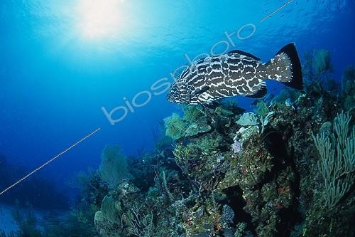 Biosphoto | 641254 | Grouper swimming along a coral reef Caribbean Sea | &copy; Didier Brandelet / Biosphoto