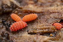 Biosphoto | 2621450 | Grouping of Red Springtails (Bilobella braunerae), Chevinay, Rhône, France. | &copy; Philippe Lebeaux / Biosphoto