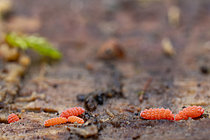 Biosphoto | 2621452 | Grouping of Red Springtails (Bilobella braunerae), Chevinay, Rhône, France. | &copy; Philippe Lebeaux / Biosphoto