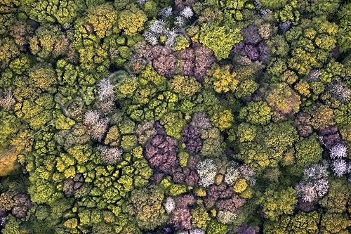 Biosphoto | 1958146 | Grove in the spring - Picardy France | &copy; Michel Bureau / Biosphoto