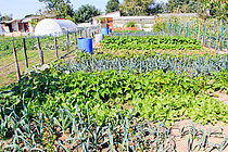 Biosphoto | 2609018 | Growing leeks, lettuce and beans in the kitchen garden, near Allonnes, Sarthe, France | &copy; Michel Gile / Biosphoto