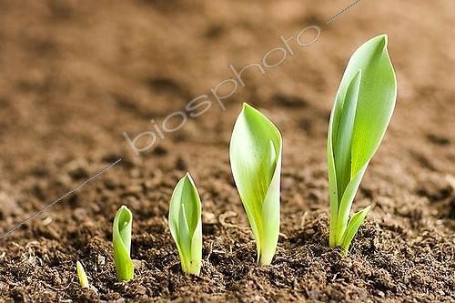 Biosphoto | 1518750 | Growing tulips | © Adrian C. Nitu / imageBROKER / Biosphoto