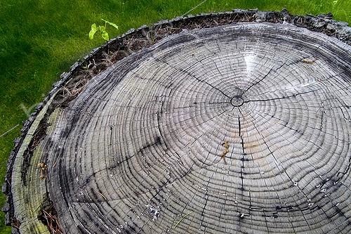 Biosphoto | 1100336 | Growth rings of a Cedar of Lebanon Pyrenees Spain  | &copy; Antoni Agelet / Biosphoto