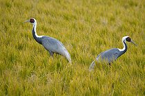 Biosphoto | 2601808 | Grue à cou blanc (Antigone vipio), couple s'alimentant, Izumi, île Kyushu, Japon / | &copy; Stéphan Bonneau / Biosphoto