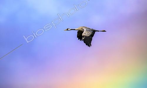 Biosphoto | 2438513 | Grue cendrée (Grus grus) traversant l'arc-en-ciel d'un orage, Valdenazar, Yebes, Guadalajara, Espagne | &copy; David Jerez / Biosphoto