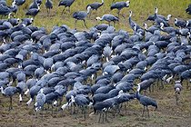 Biosphoto | 2601811 | Grue moine (Grus monacha), migration à Izumi, Kyushu, Japon | &copy; Stéphan Bonneau / Biosphoto