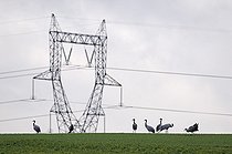 Biosphoto | 1251531 | Grues cendrées devant un pylône Montier-en-Der France | &copy; Dominique Delfino / Biosphoto