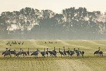 Biosphoto | 2609685 | Grues cendrées (Grus grus) en quête de nourriture dans un champ au petit matin, Mecklembourg-Poméranie occidentale, Allemagne | &copy; Frank Sommariva / imageBROKER / Biosphoto