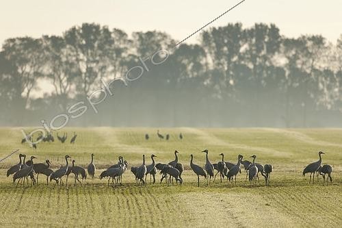 Biosphoto | 2609685 | Grues cendrées (Grus grus) en quête de nourriture dans un champ au petit matin, Mecklembourg-Poméranie occidentale, Allemagne | &copy; Frank Sommariva / imageBROKER / Biosphoto
