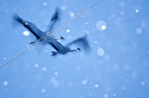 Biosphoto | 2090793 | Grues cendrées (Grus grus) en vol à l'aube en hiver, Espagne | &copy; Pedro Javier Pascual Hernandez / Biosphoto