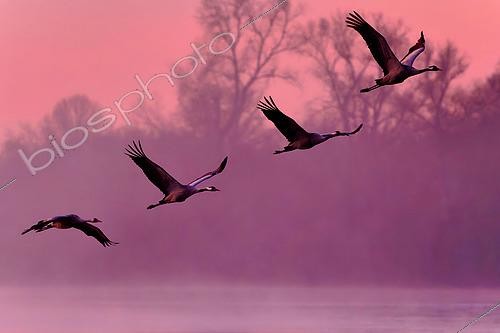 Biosphoto | 2581035 | Grues cendrées (Grus grus) en vol au dessus sur la Loire à l'aube en hiver aux environs de Pouilly sur Loire, Val de Loire, Nièvre, France | &copy; Pierre Vernay / Biosphoto